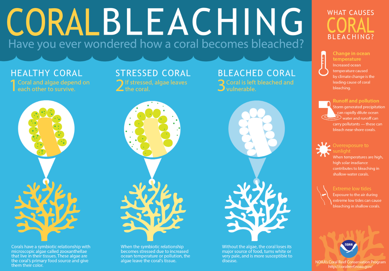 Coral Bleaching